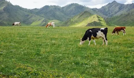 Milking Success: SAP S/4HANA transforms our customer’s New Zealand dairy operations